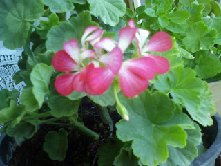 Photo-0016.jpg
