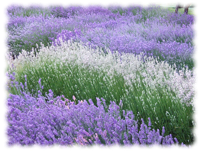 purple-white-lavender.jpg