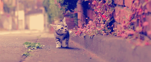 tumblr_m307wjXY9S1qd4q01o1_500.gif