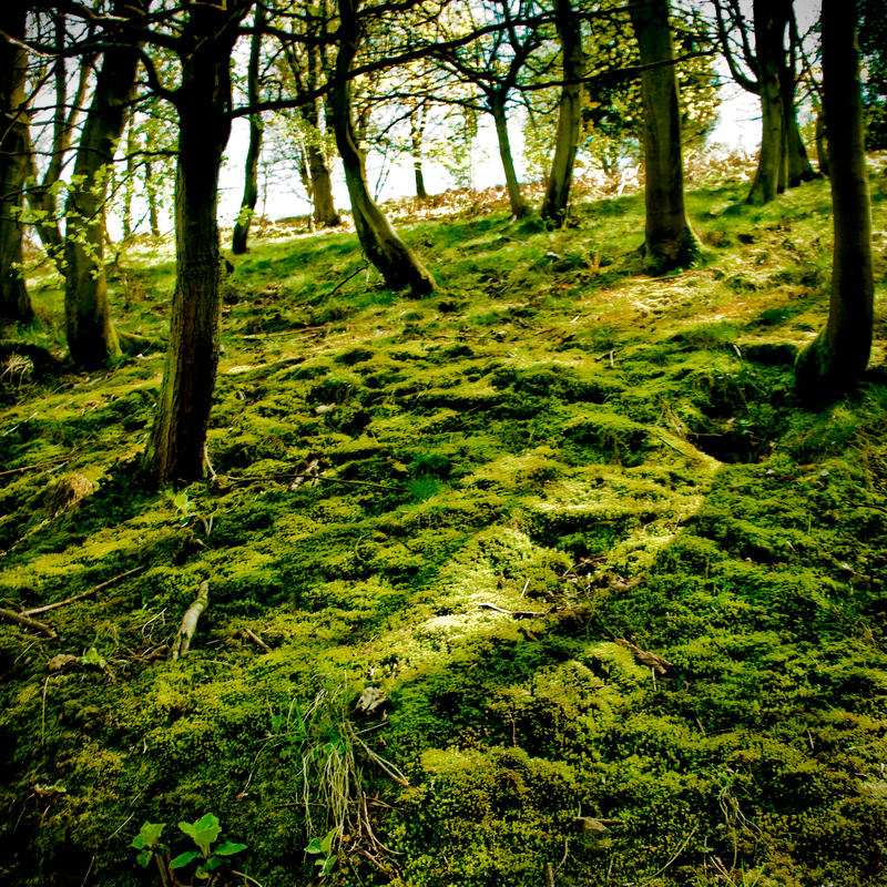 Moss_by_dingodave.jpg