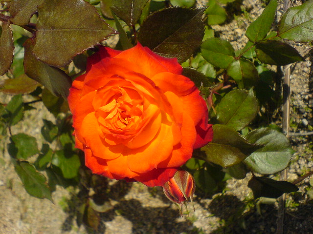 3553936128_a22383e82b_z.jpg