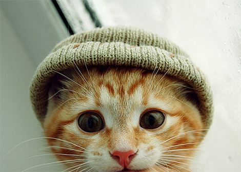 Chat-bonnet.jpg