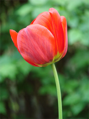 rote_Tulpe.jpg