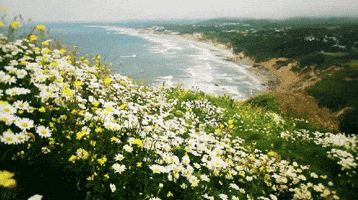 Flowers Ocean GIF