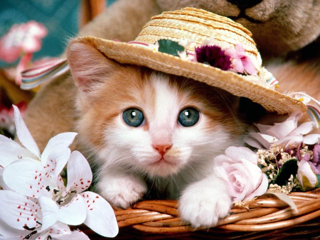 irin_sevimli_kedi_resimleri_ok_tatl_yaw_.jpg