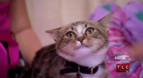 tumblr_lxwm12o4Ap1qb9pa3o1_500.gif