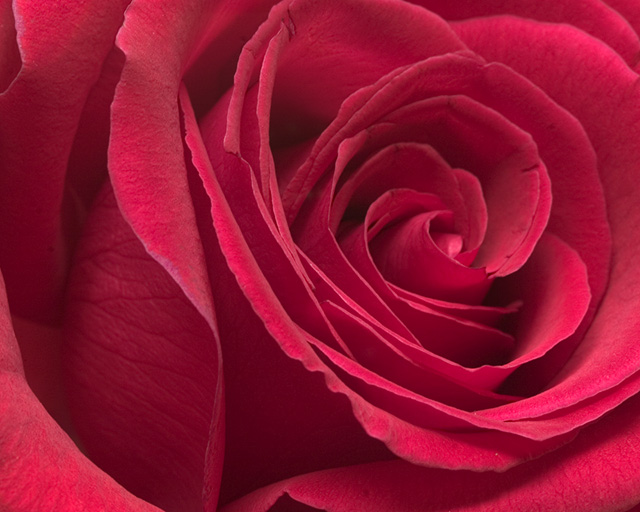 25294223.RedRose4small.jpg