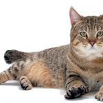Pixiebob-cat-150x150.jpg