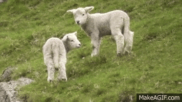 lamb GIF