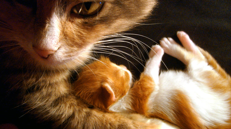 my_cats_by_mrriusma.jpg