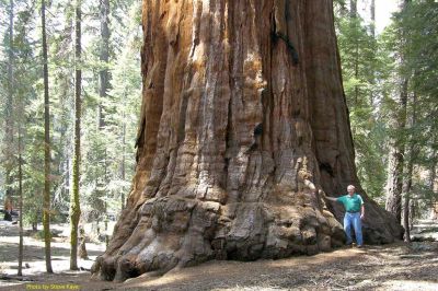 Giant-Sequoia.jpg