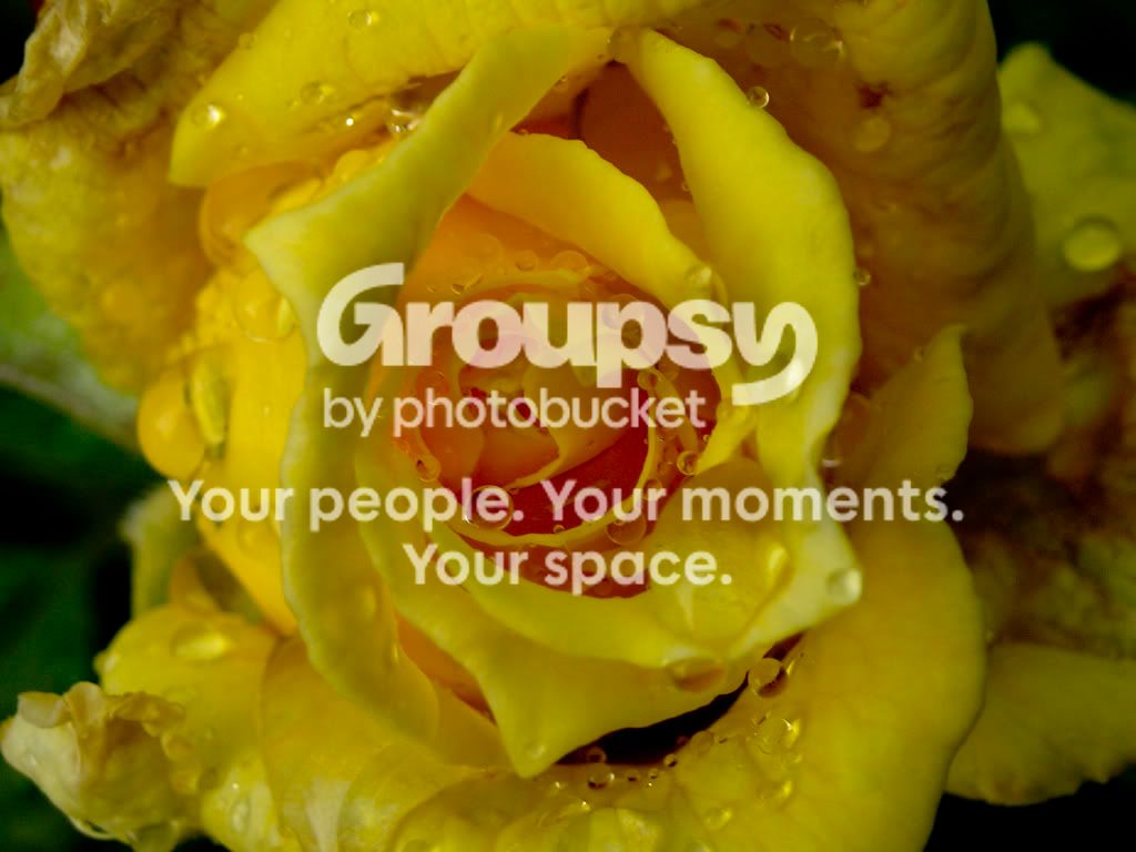 Yellowrose.jpg