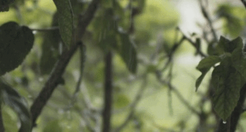 tumblr_mx65l2YyM01suufobo1_r1_500.gif