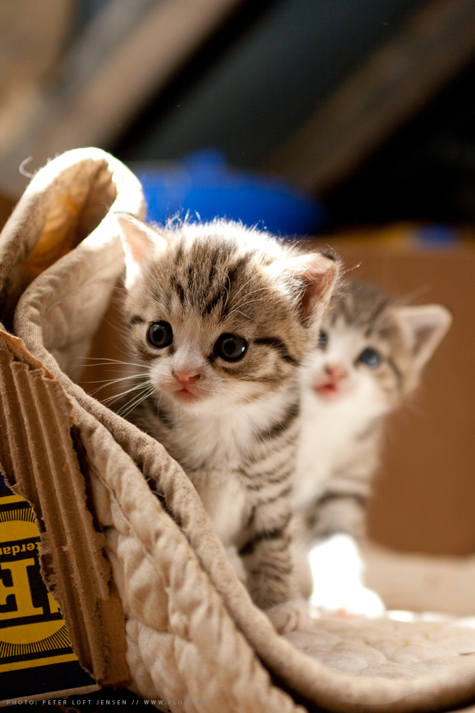 Cats_and_kittens_no__4_by_ploftdk.jpg