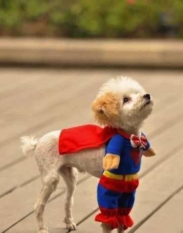 designdarling-superman-puppy-via-bv.jpg