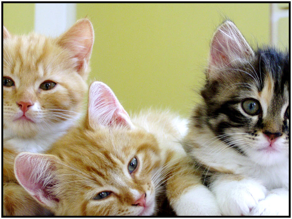 cats_by_Roberth.jpg