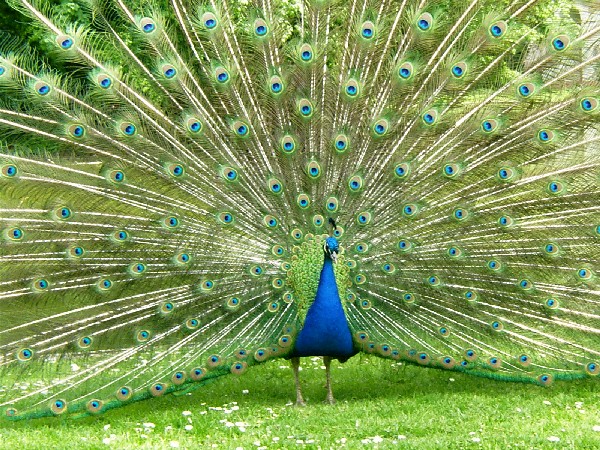peacock.jpg