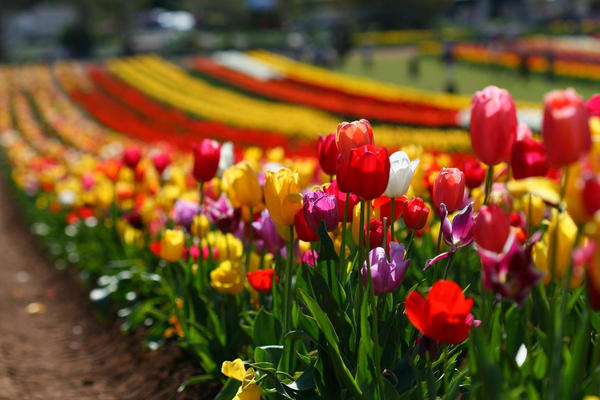 Tulips_by_jessk92.jpg