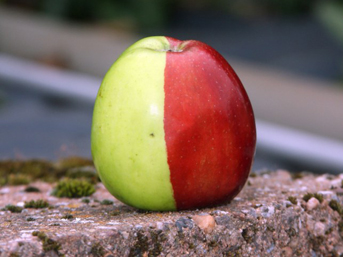 kirmizi-yesil-elma.jpg