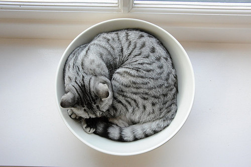 tumblr_m29t3dT0fV1qi9p54o1_500.jpg