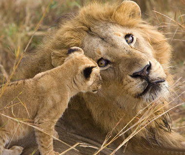 lion_01.jpg