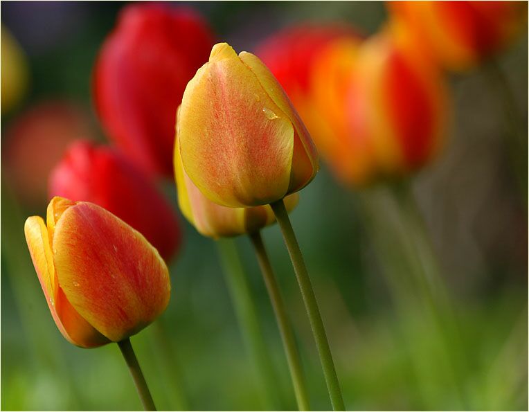 tulpe7_m.jpg
