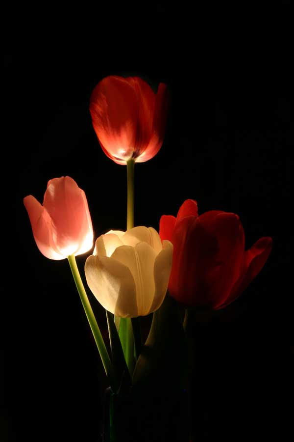 Tulips.jpg