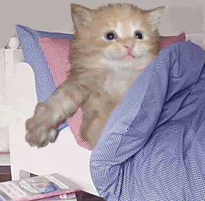 gatinhoacordaig2wz1.gif