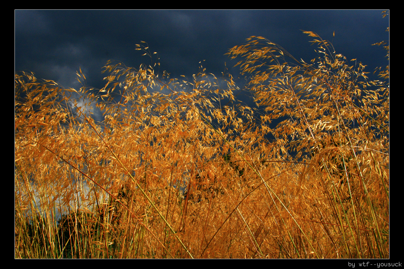 Storm_over_Greenwich_Park_by_wtf__yousuck.jpg