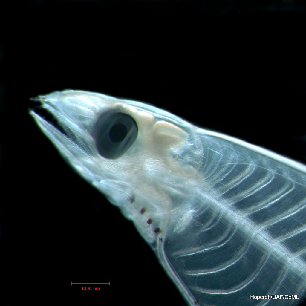 g5_leptocephalus_1f__edited_.jpg
