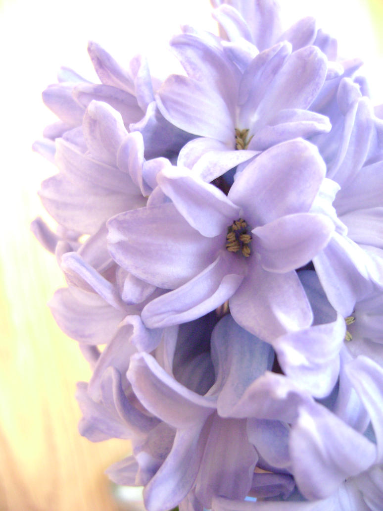 Hyacinth____by_alynutza.jpg