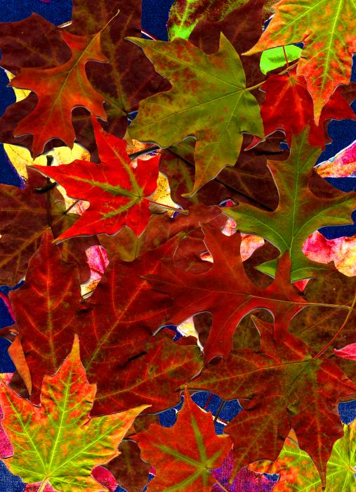 autumn-leaves-nancy-mueller.jpg