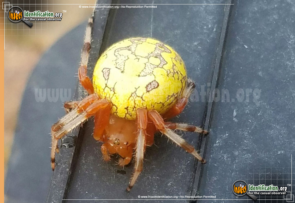 marbled-orb-weaver-spider_3.jpg