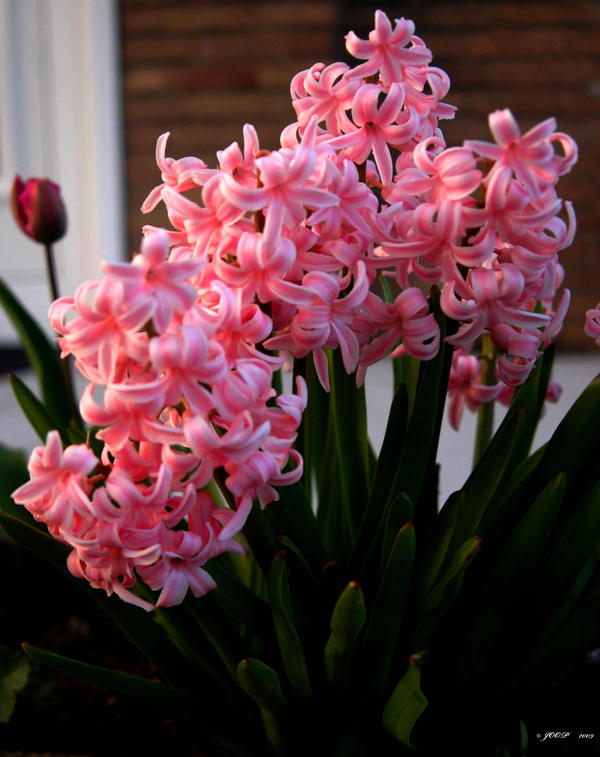 hyacinth_by_joopmilder.jpg