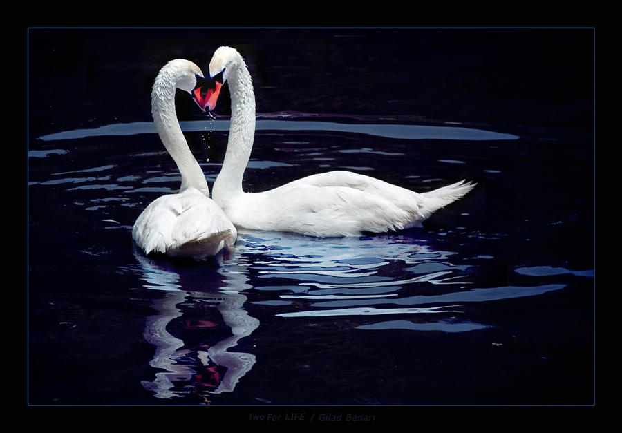 Two_For_Life_by_gilad.jpg