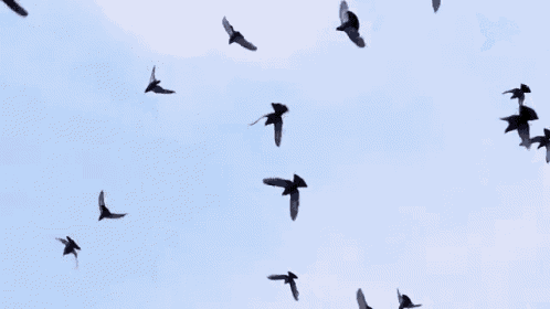 978ccae1ba3926c79720e9f59435c1dc.gif