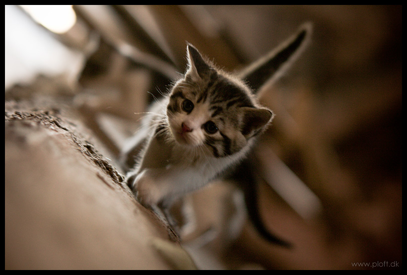 Cats_and_kittens_no__1_by_ploftdk.jpg