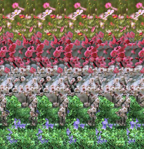 dthX2.gif