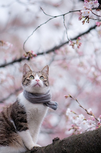 tumblr_may9f4Ry7q1rph7s5o1_500.jpg