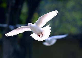 PIGEON%7E1.JPG