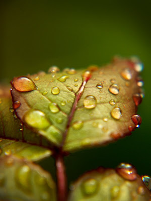 Leaf+rain.jpg