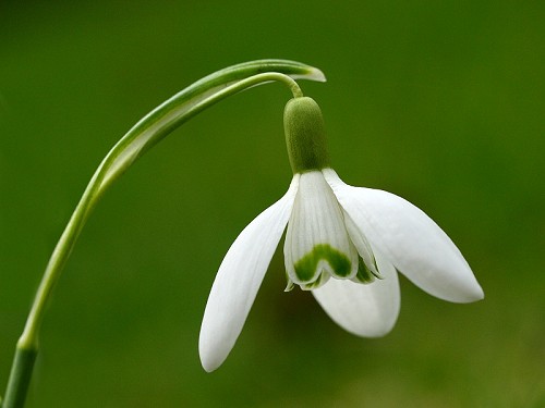 snowdrop-1.jpg