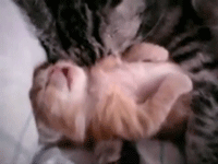 tumblr_lrzlj4MLTb1qbw75zo2_250.gif