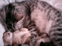 tumblr_lrzlj4MLTb1qbw75zo1_250.gif
