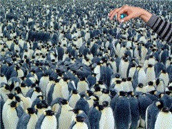 95473004i.gif