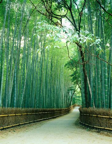 caminho20bambu20getty1.jpg