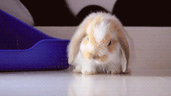 tumblr_m9vnglVZzX1r562hbo1_250.gif