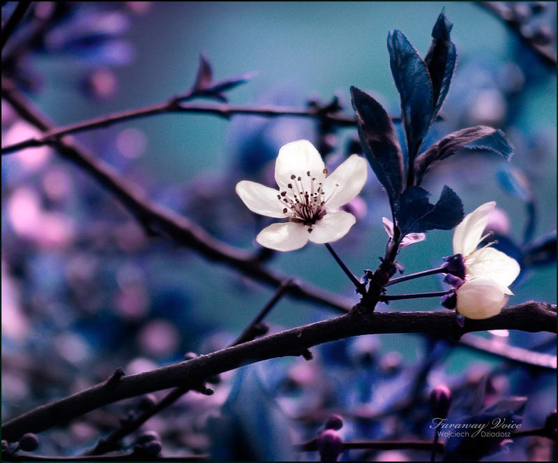 Faraway_Voice_by_Dr4kon.jpg