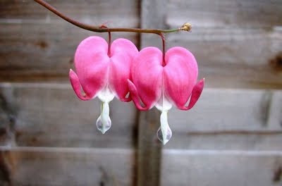 Two_Hearts.jpg