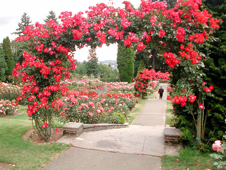rosegarden2.jpg